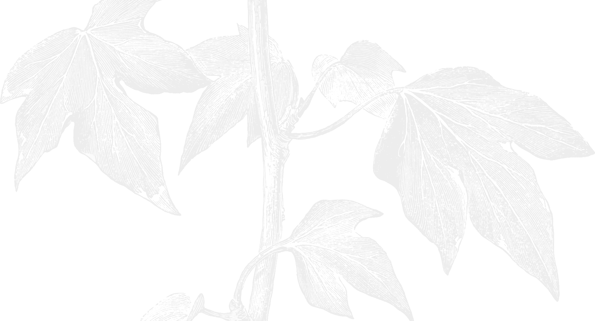 Leaf Illustration